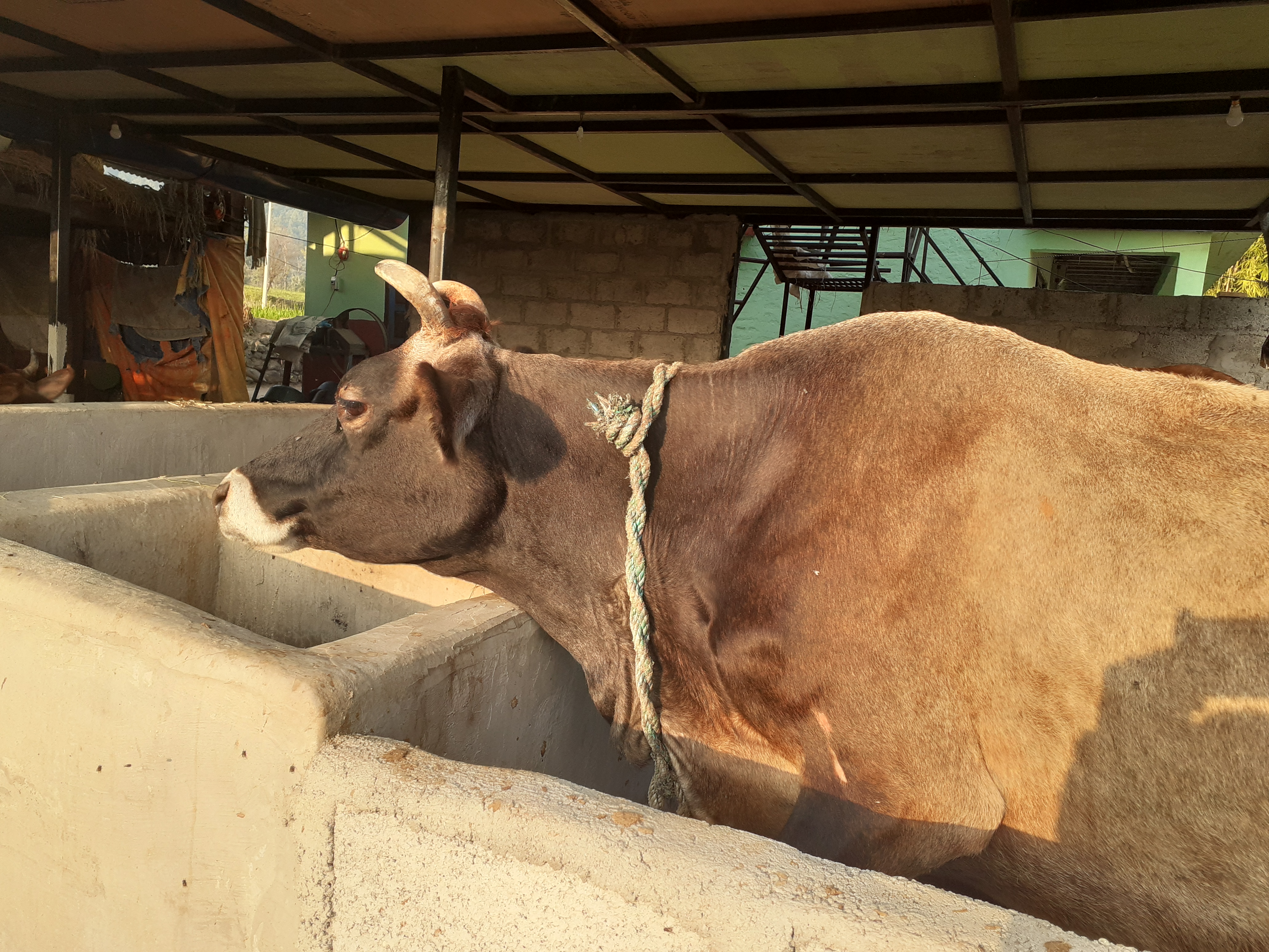 दूध दुहुने प्रक्रिया