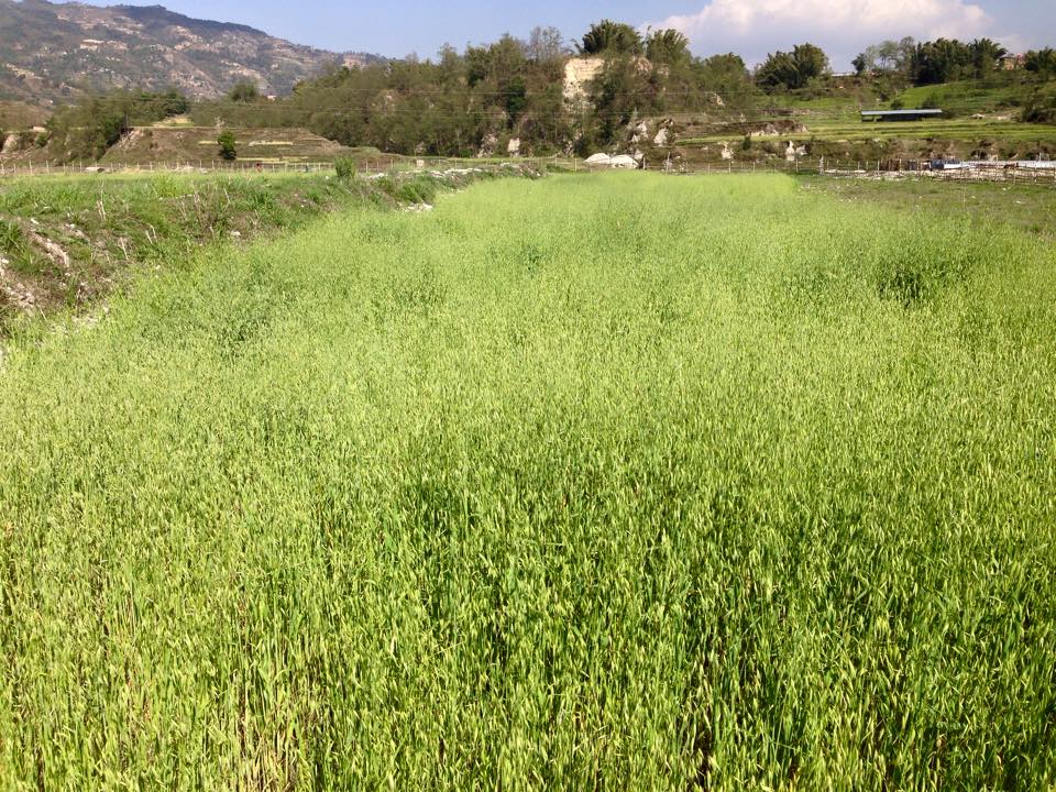 हरियो चरन